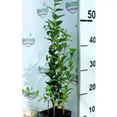 Széleslevelű fagyal Ligustrum ovalifolium
