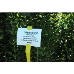 Széleslevelű fagyal Ligustrum ovalifolium