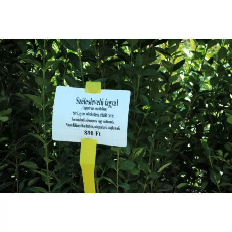 Széleslevelű fagyal Ligustrum ovalifolium