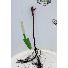 Zalagyöngye borszőlő szabadgyökerű