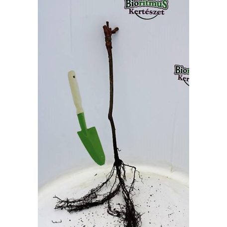 Zalagyöngye borszőlő szabadgyökerű