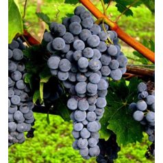 Zweigelt vörösbor szőlő