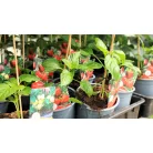 Zöldségpalánták 12 cm-es szürke cserépben - Paprika palánták
