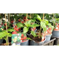   Zöldségpalánták 12 cm-es szürke cserépben - Paprika palánták