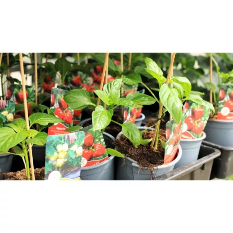 Zöldségpalánták 12 cm-es szürke cserépben - Paprika palánták