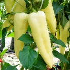 Zöldségpalánták 12 cm-es szürke cserépben - Paprika palánták
