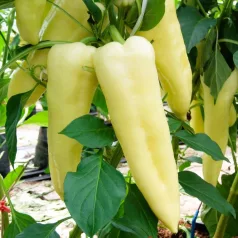   Zöldségpalánták 12 cm-es szürke cserépben - Paprika palánták