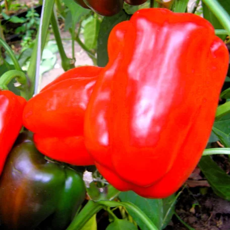 Zöldségpalánták 12 cm-es szürke cserépben - Paprika palánták