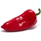 Zöldségpalánták 12 cm-es szürke cserépben - Paprika palánták