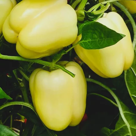 Zöldségpalánták 12 cm-es szürke cserépben - Paprika palánták