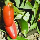 Zöldségpalánták 12 cm-es szürke cserépben - Paprika palánták