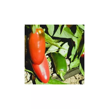 Zöldségpalánták 12 cm-es szürke cserépben - Paprika palánták
