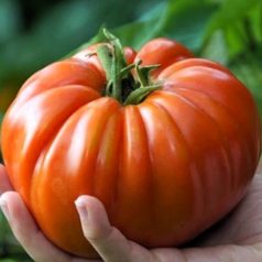 Befőző paradicsom – Supersteak F1