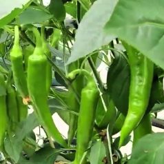 Erős paprika – Namib F1