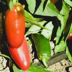 Erős paprika – Jaladuro F1