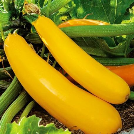 Cukkini – Golden Glory
