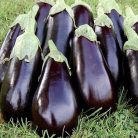 Padlizsán – Aragon F1