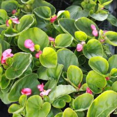 Egynyári virágválogatás: Kerti begónia