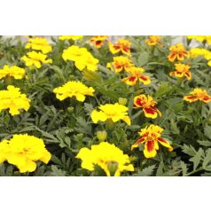 Egynyári virágválogatás: Büdöske