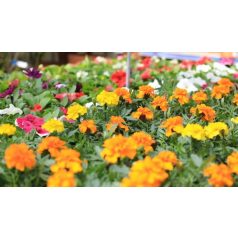 Egynyári virágválogatás: Büdöske