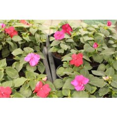 Egynyári virágválogatás: Pistike