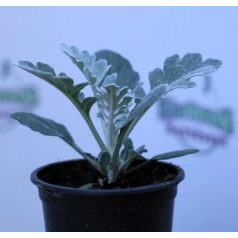 Hamvaska 9cm-es cserépben