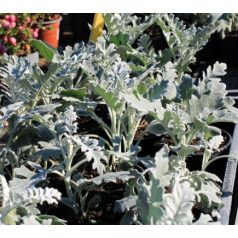 Hamvaska 9cm-es cserépben