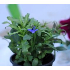 Egynyári virágválogatás: Lobélia