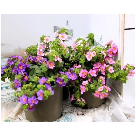 Balkonnövények 12 cm-es cserépben: Bakopa, Sutera cordata