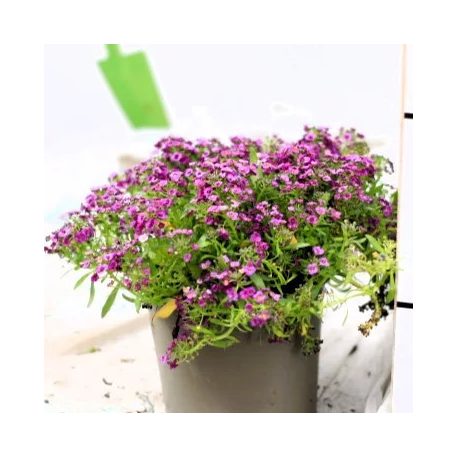 Balkonnövények 12 cm-es cserépben: Mézvirág, Alyssum / Lobularia Maritima