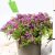 Balkonnövények 12 cm-es cserépben: Mézvirág, Alyssum / Lobularia Maritima