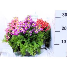 Lepkevirág (Pillangóvirág) Schizanthus