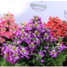 Lepkevirág (Pillangóvirág) Schizanthus