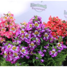 Lepkevirág (Pillangóvirág) Schizanthus