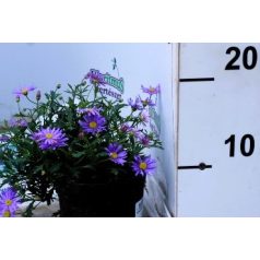 Ausztrál százszorszép Brachyscome iberidifolia