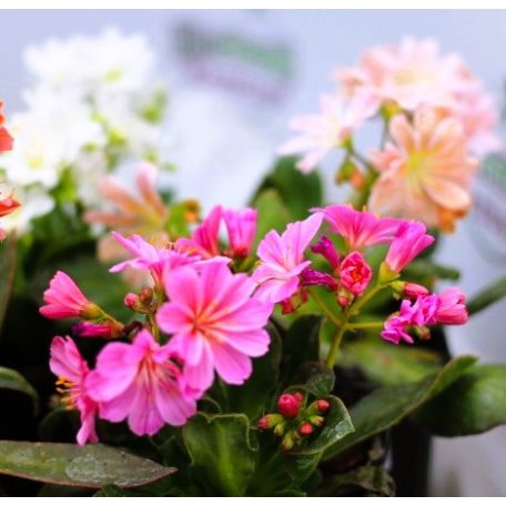 Dohánygyökér Lewisia cotyledon