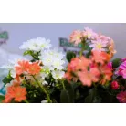 Dohánygyökér Lewisia cotyledon