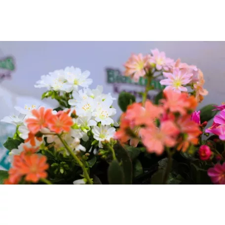 Dohánygyökér Lewisia cotyledon