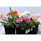 Dohánygyökér Lewisia cotyledon
