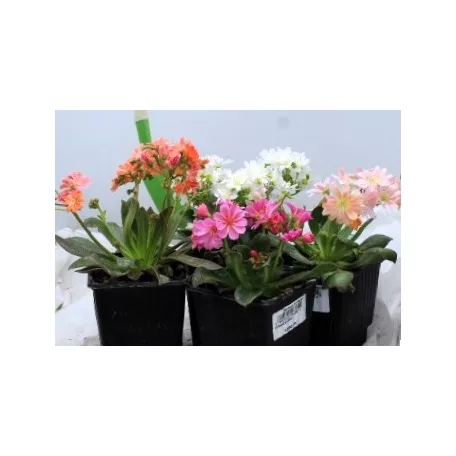 Dohánygyökér Lewisia cotyledon