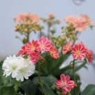 Dohánygyökér Lewisia cotyledon 'Mountain Dreams'