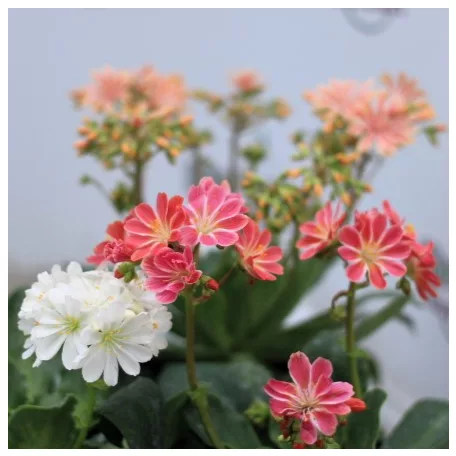 Dohánygyökér Lewisia cotyledon 'Mountain Dreams'