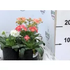 Dohánygyökér Lewisia cotyledon 'Mountain Dreams'