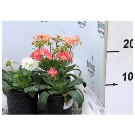 Dohánygyökér Lewisia cotyledon 'Mountain Dreams'