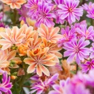 Dohánygyökér Lewisia cotyledon 'Mountain Dreams'