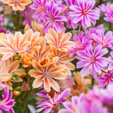 Dohánygyökér Lewisia cotyledon 'Mountain Dreams'