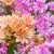 Dohánygyökér Lewisia cotyledon 'Mountain Dreams'