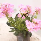 Dohánygyökér Lewisia cotyledon 'Mountain Dreams'
