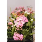 Dohánygyökér Lewisia cotyledon 'Mountain Dreams'