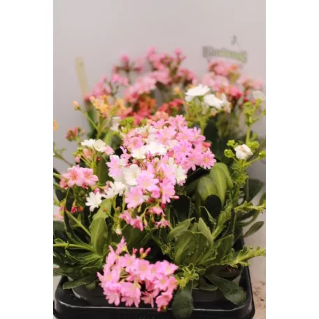 Dohánygyökér Lewisia cotyledon 'Mountain Dreams'